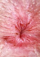 Ali Jones from ATK Petites